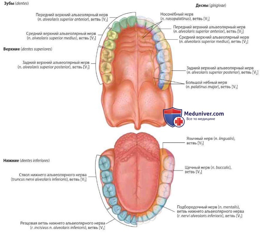 Зубные нервы схема