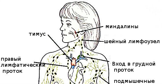 Где расположены подчелюстные лимфоузлы расположение схема