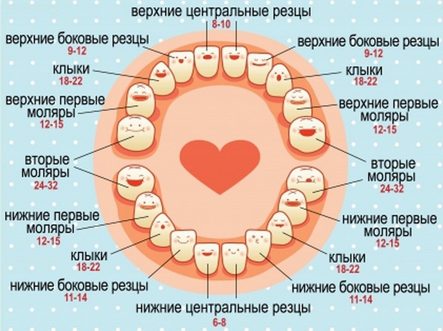 Схема прорезывания молочных зубов