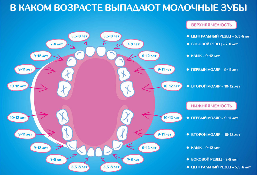 схема замены молочных зубов