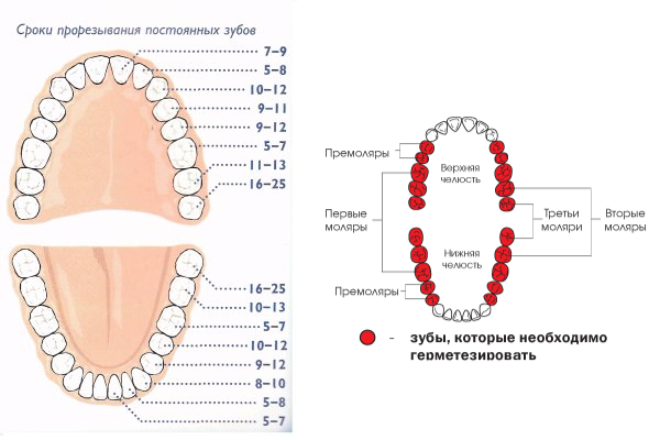Как меняются зубы у детей на постоянные схема и возраст