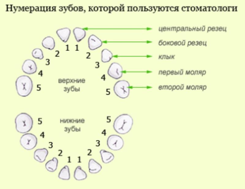 Номера зубов в стоматологии фото