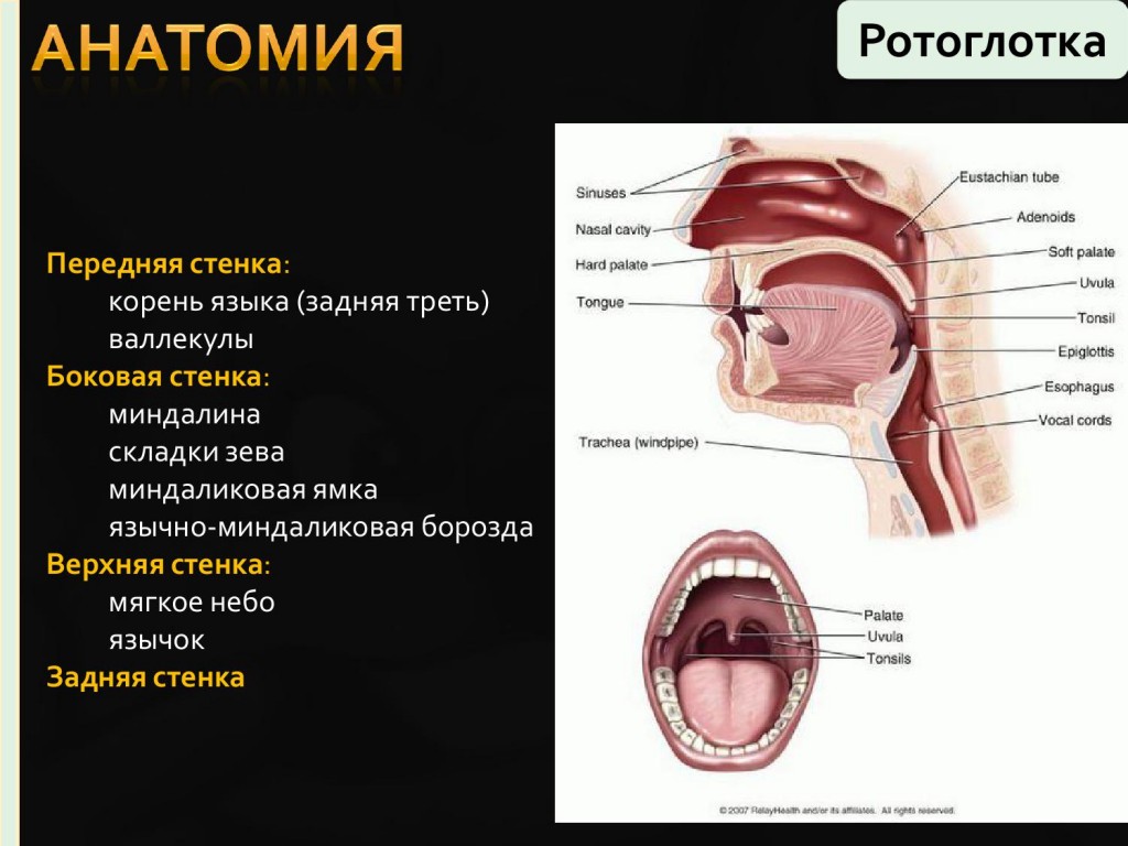 Анатомия ротоглотки в картинках