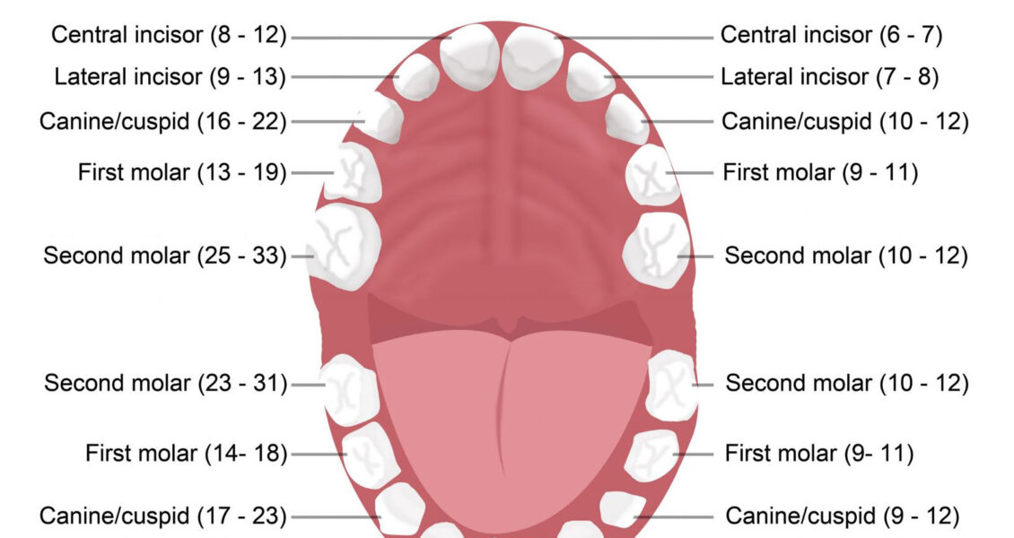 Когда вырастают молочные зубы. Зубы схема прорезывания. Порядок прорезывания постоянных зубов схема. Молочные зубы схема прорезывания. Зубы сроки прорезывания молочных зубов у детей.