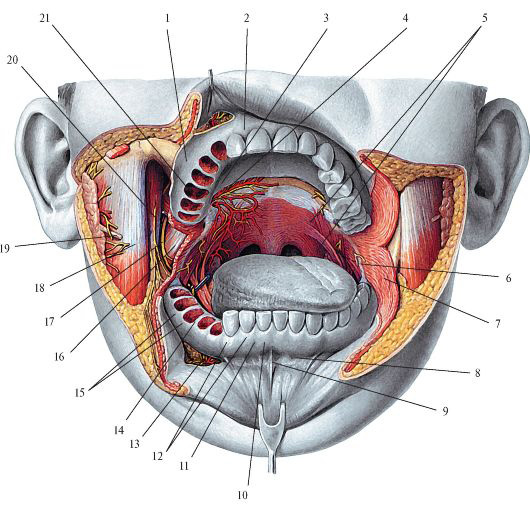 Пространства полости рта. Лимфоузлы в ротовой полости. Анатомия полости рта верхней челюсти. Анатомия нижней челюсти человека мягкие ткани. Ретромолярное пространство анатомия.