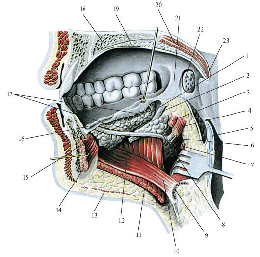 Анатомическая полости рта. Подъязычная слюнная железа топография. Подъязычная слюнная железа топография анатомия. Ротовая полость анатомия слюнные железы. Подъязычная слюнная железа топографическая анатомия.
