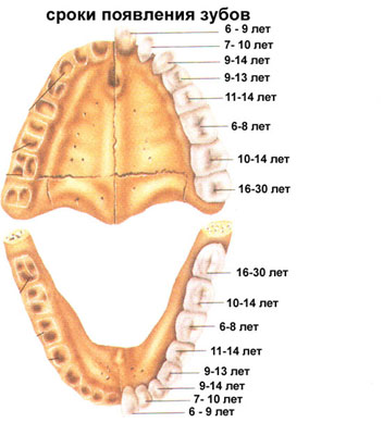 15 зуб каналы