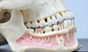 Строение и схема верхней челюсти человека: анатомия с фото и описанием базовых структур