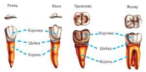 Какие зубы человека называются резцами и клыками: фото центральных и боковых единиц