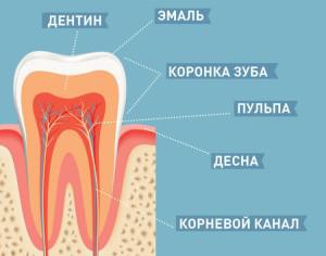 Порядок и симптомы прорезывания коренных зубов у детей: смена молочного прикуса на постоянный с фото