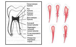 Что такое пульпа в зубе: функции, особенности строения, возрастные изменения