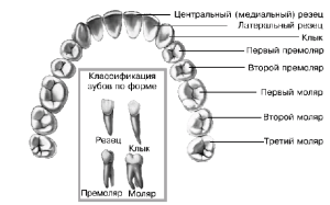 Строение и схема верхней челюсти человека: анатомия с фото и описанием базовых структур
