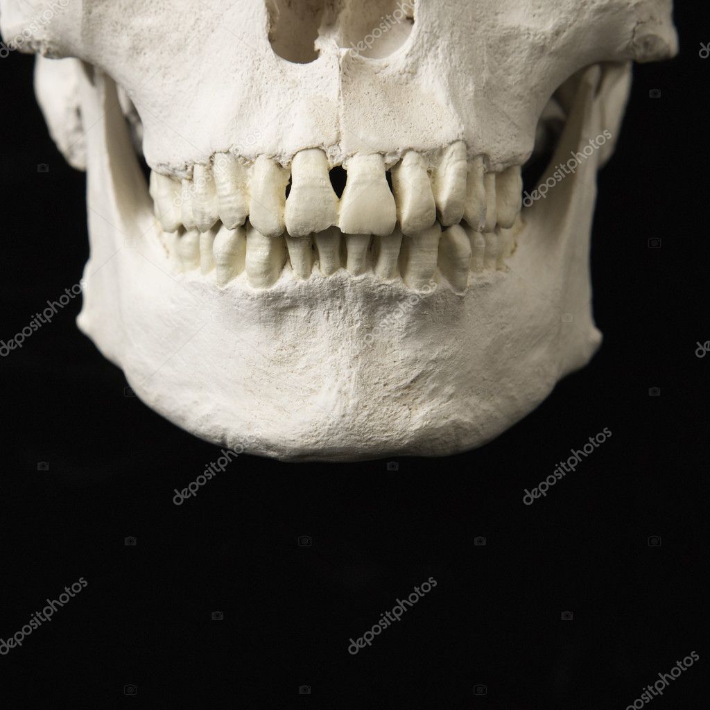 Человеческий череп с зубами