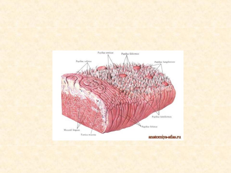 Язык анатомия. Слизистая языка строение.
