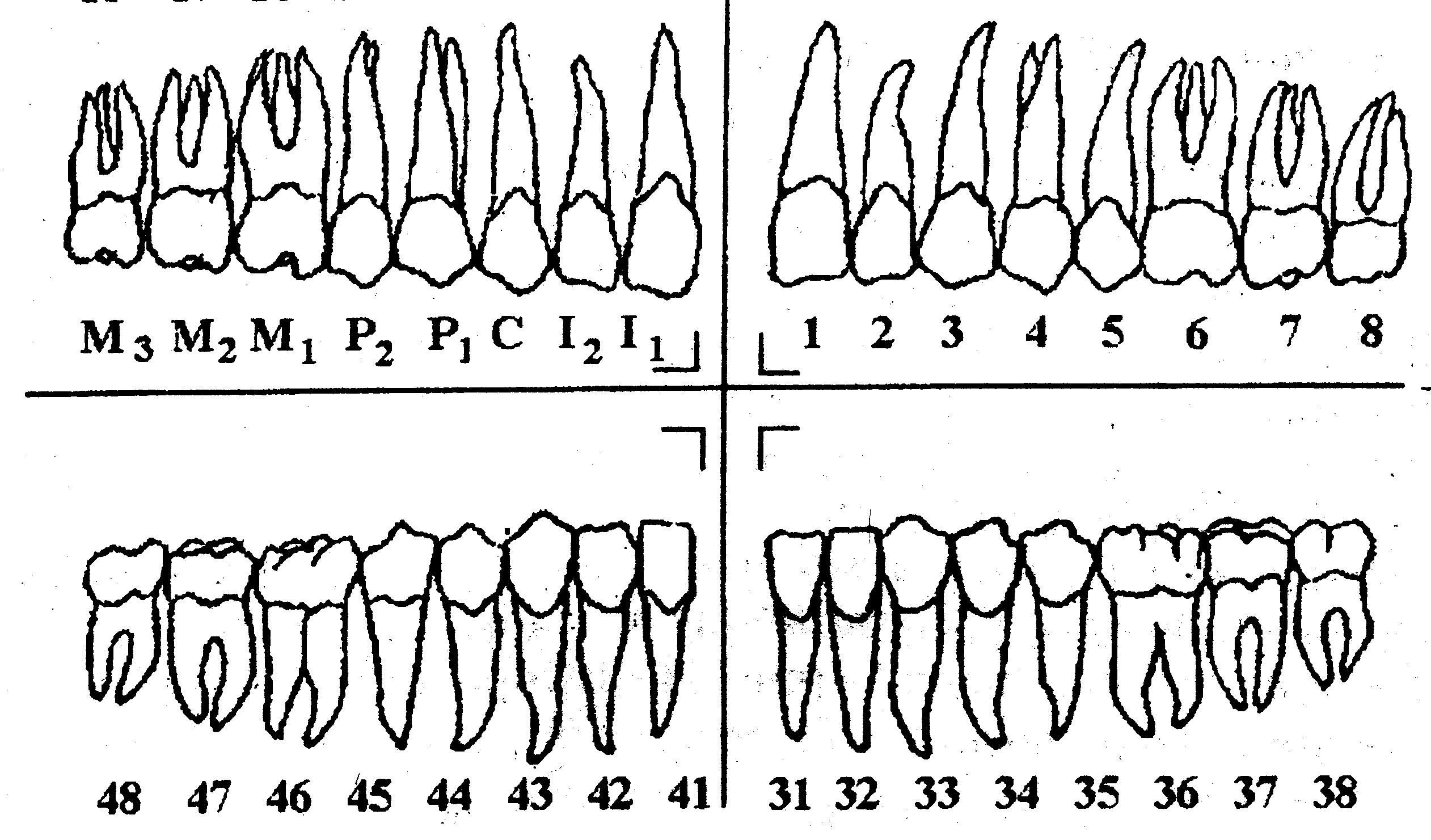 Зуб 2 8. Нумерация зубов человека в стоматологии схема у взрослых. Зубная формула верхней челюсти. Зубная формула зубов схема. Нумерация зубов зубная формула.