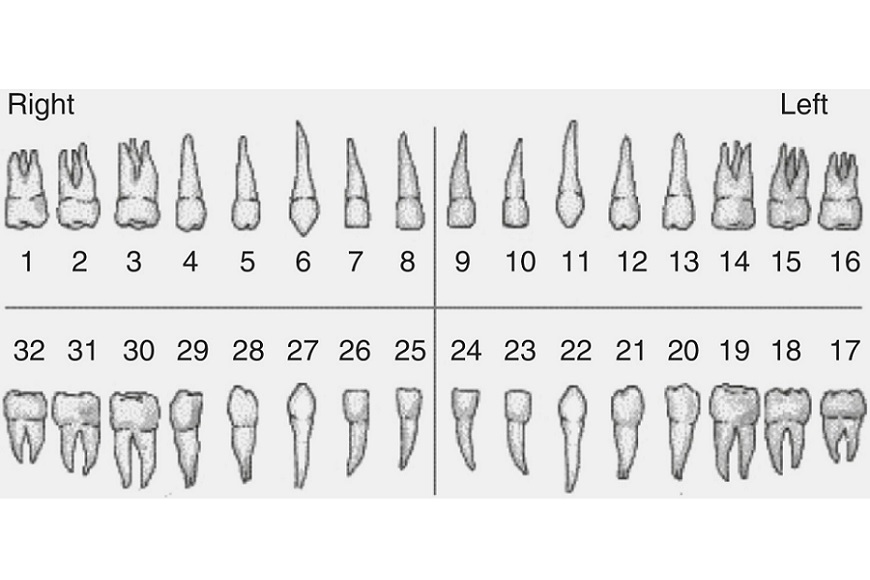 Какие есть зубы. Нумерация зубов рентген. Зубы человека по номерам. Зуб мудрости в зубной формуле. Зубы нумерация на снимке.