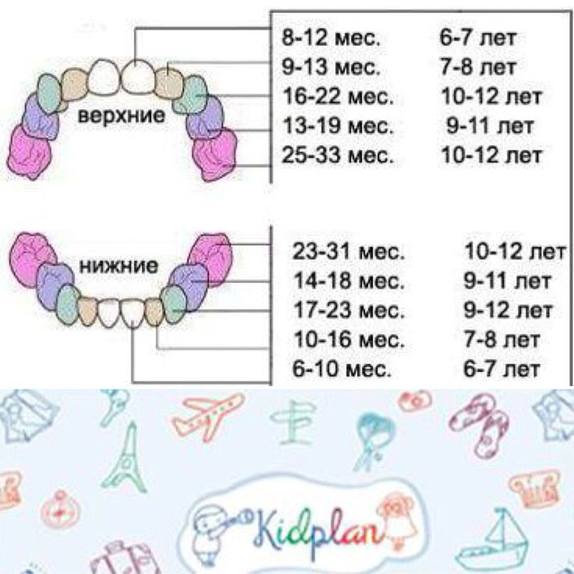 Молочные зубы схема выпадения по возрасту