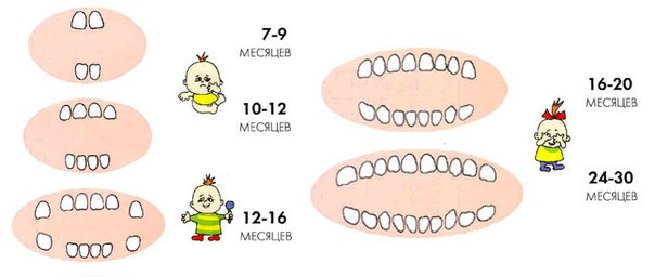 Смена зубов у детей схема по возрасту 11 лет
