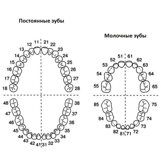 Зубная формула человека схема word