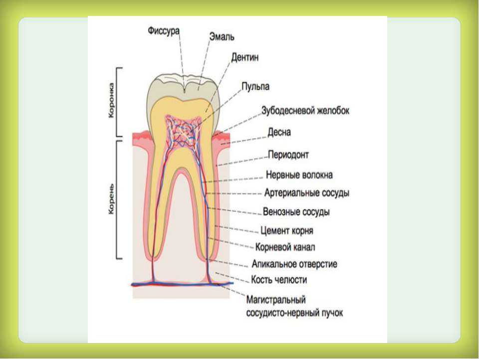 Полость основной. Строение зуба Общие элементы. Сосудисто нервный пучок зуба строение.