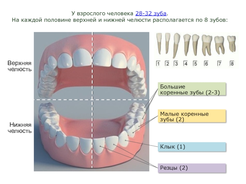 Зубы в челюсти схема