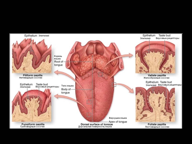 Вкусовые Сосочки На Корне Языка Фото