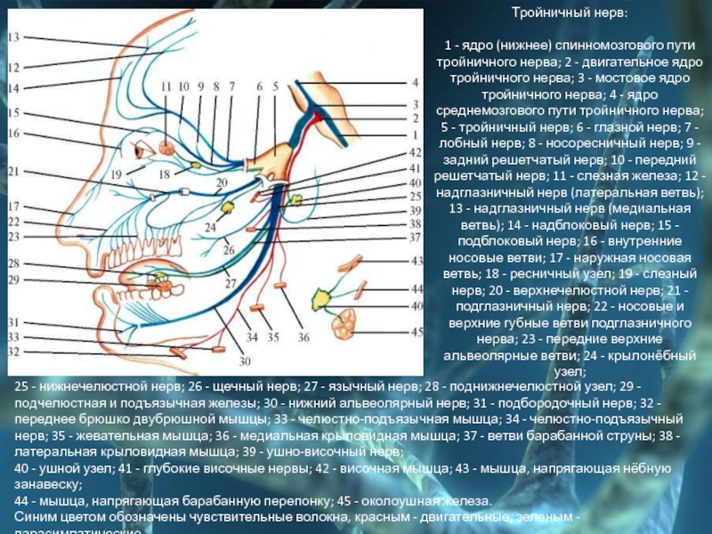Лицевой иннервации. Тройничный нерв анатомия. Первая ветвь тройничного нерва. Мостовое ядро тройничного нерва.