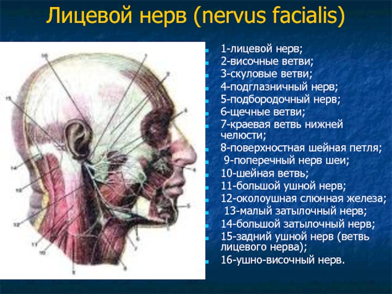 3 4 6 нерв. Ушно височный нерв нерв. Ушно височный нерв латынь. Скуловая ветвь лицевого нерва. Ушно височный нерв ветвь.