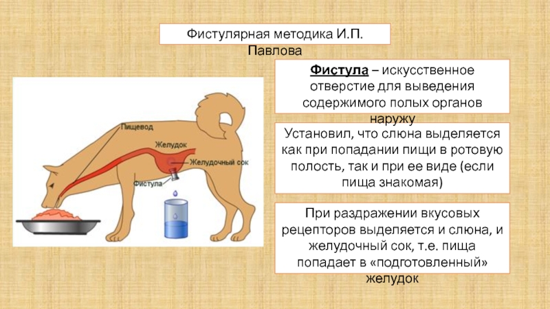 Выделение слюны при виде изображения вкусной пищи это пример