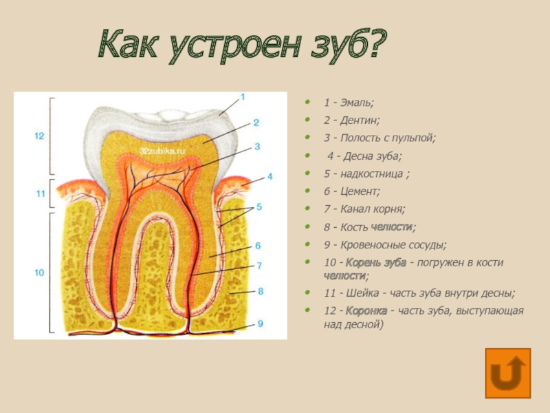 Строение зуба и языка