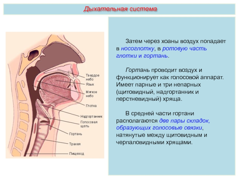 Схема горла человека