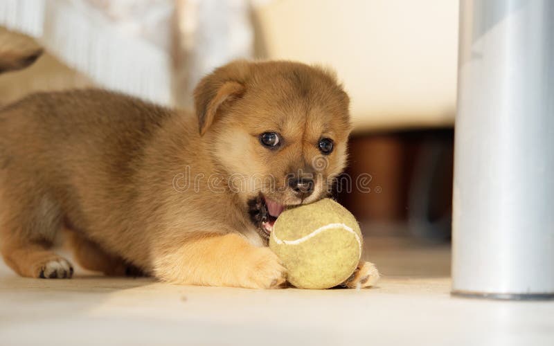 Adorable brown puppy dog play tennis ball under table, bite it by teeth. Adorable brown puppy dog play tennis ball under table, bite it by teeth royalty free stock photos