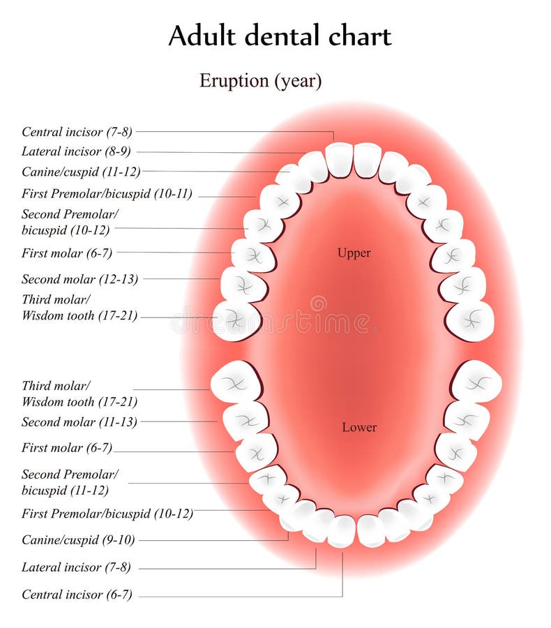 Adult Teeth anatomy stock illustration