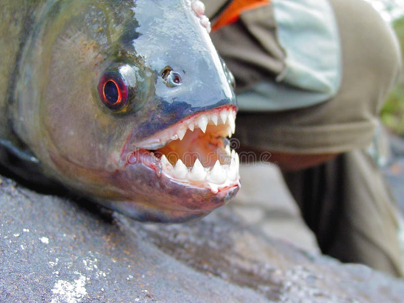 Amazon Black Piranha with exposed teeth. Profile stock photography