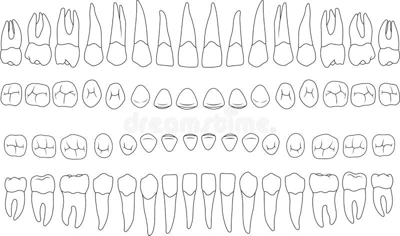 Anatomically correct teeth vector illustration