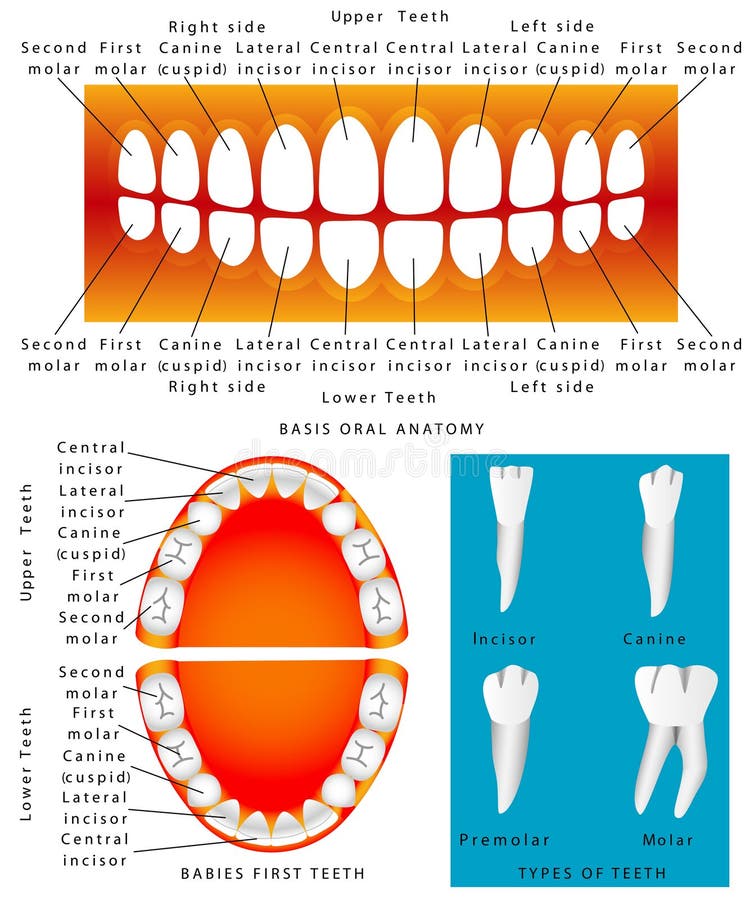 Anatomy of children teeth vector illustration