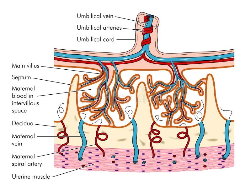 Anatomy of the placenta vector illustration