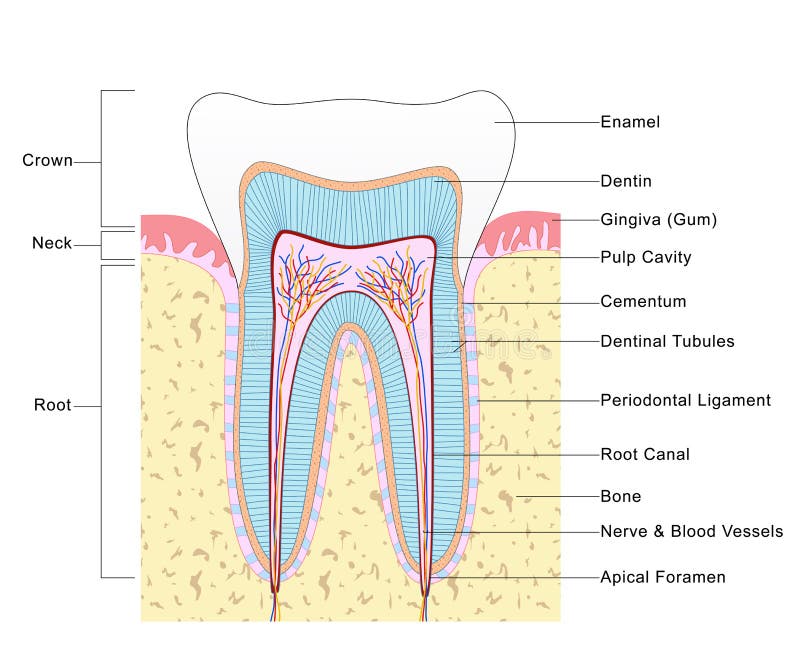 Anatomy of Tooth royalty free illustration