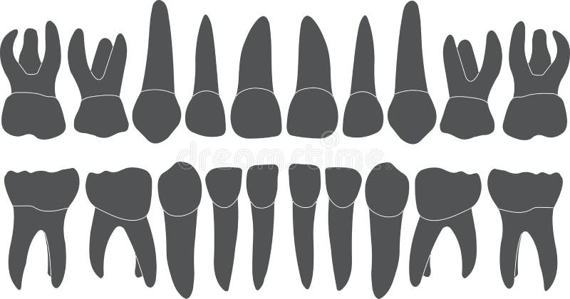 Baby teeth - crown and root. The number of teeth upper and lower jaw done in vector are easy to edit stock illustration