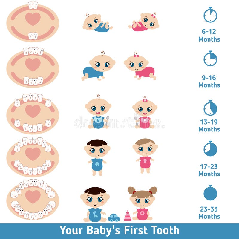 Baby teething chart stock illustration