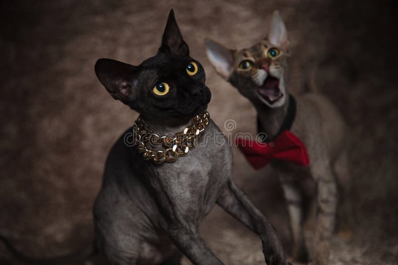 Cat standing on hind legs,cat panting. Black cat standing on hind legs wearing a golden chain and looking up next to gray cat standing wearing a red bow tie and royalty free stock photography