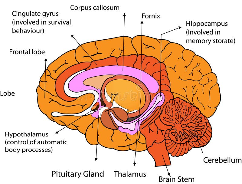 Brain royalty free illustration