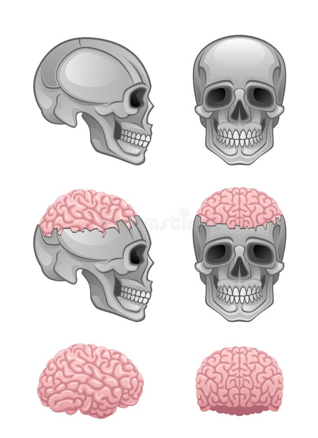 Brain in skull. On a white background royalty free illustration