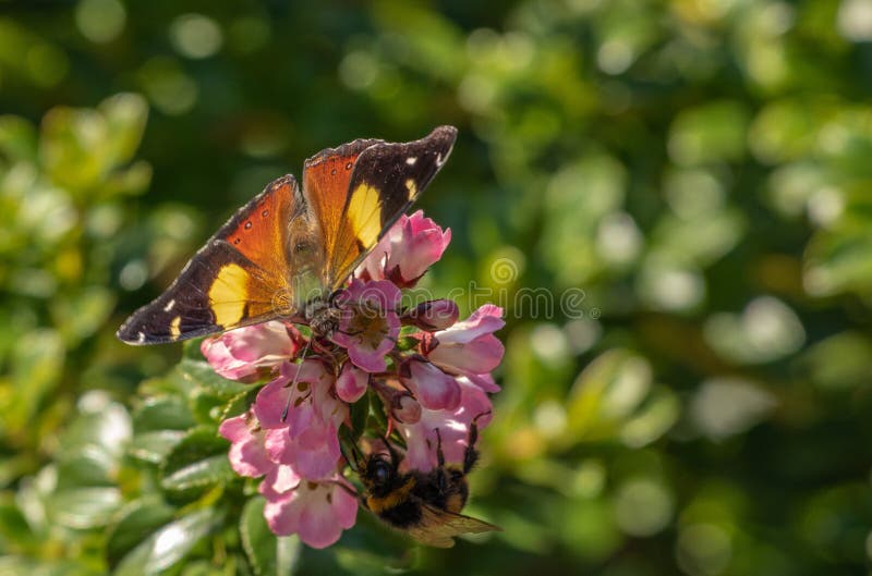 Butterfly and bumblebee taking nectar from pink flowers stock photography