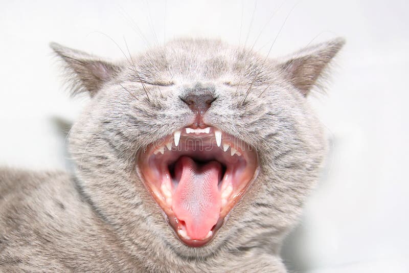 Cat with open mouth stock photos