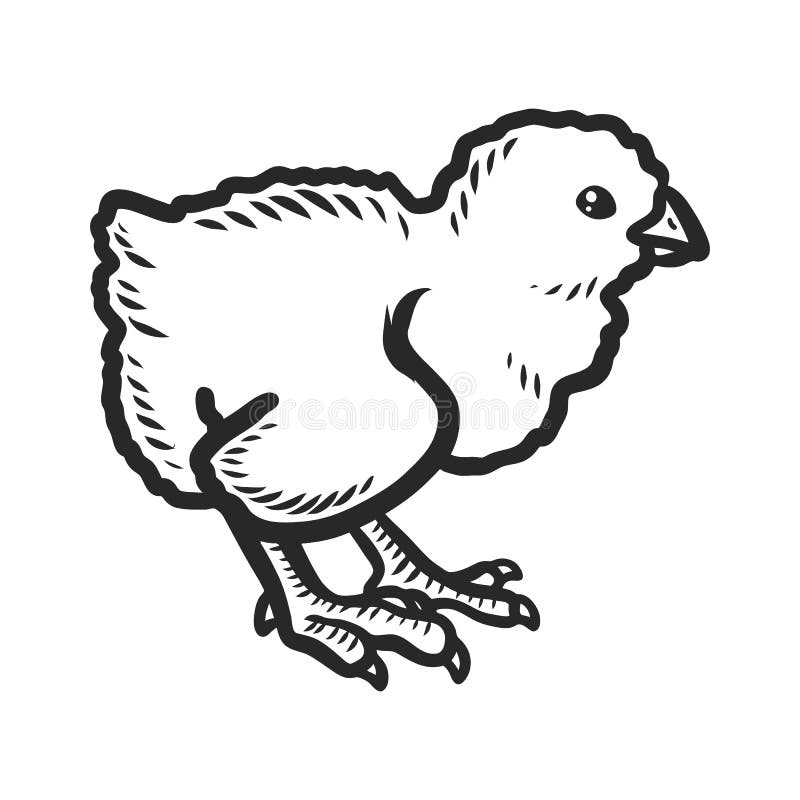 Chick icon, hand drawn style. Chick icon. Hand drawn illustration of chick icon for web design stock illustration