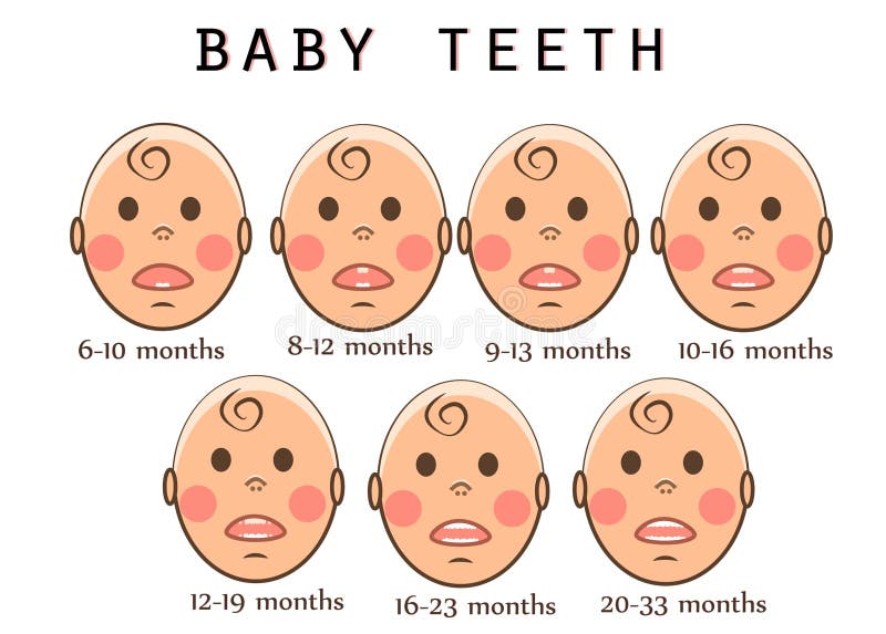 Children`s teeth. The order of teeth growth in a child by months stock illustration