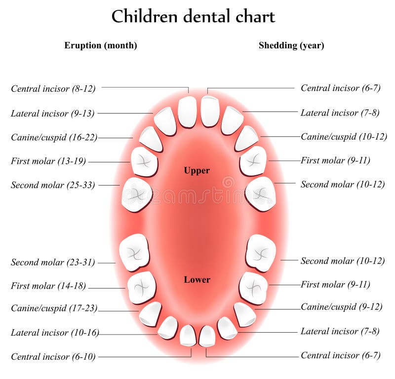 Children Teeth anatomy stock illustration