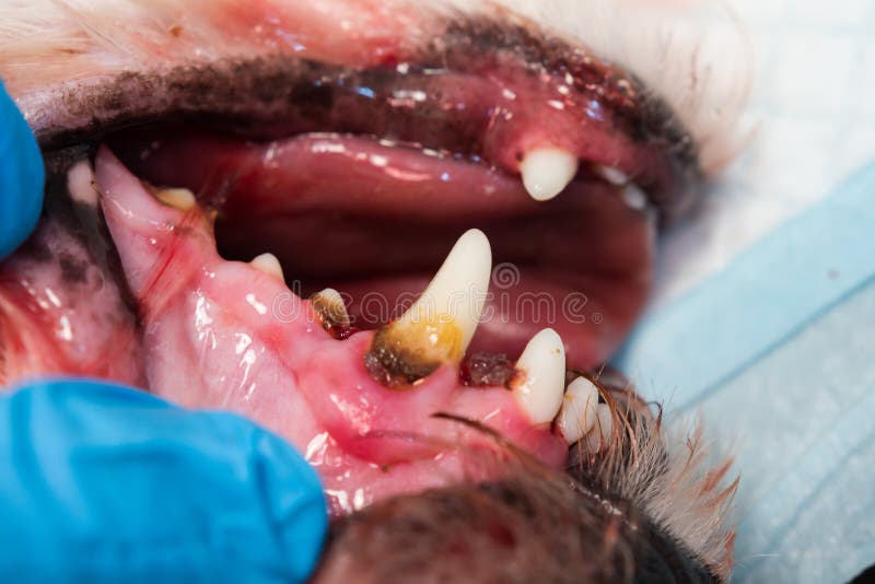 Close-up photo of a dog mouth with periodontitis. C royalty free stock photo Close-up photo of a dog mouth with periodontitis. C royalty free stock photo