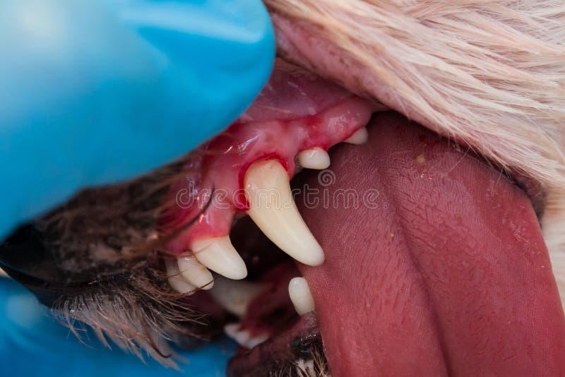 Close-up photo of a dog mouth with periodontitis. V royalty free stock images